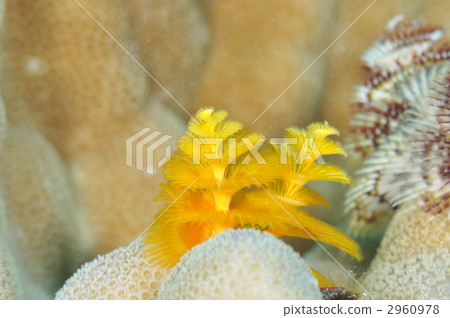 大旋鰓蟲 2960978