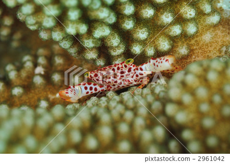 Akahoshi coral crab Akahoshi coral crab 2961042