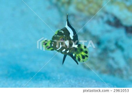 少年幼魚 2961053