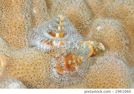 大旋鰓蟲 2961060