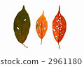 Play with fallen leaves 2961180