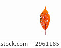 Play with fallen leaves 2961185