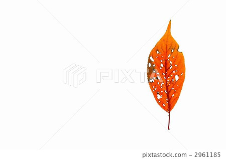 Play with fallen leaves 2961185