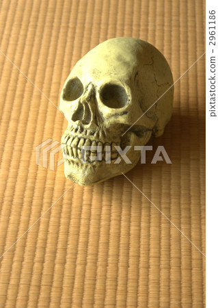 skull 2961186