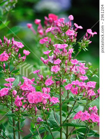 Flower of Kusakyousakutou (grasshopper) 2961204