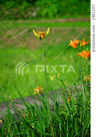 黃色桃花 2961207