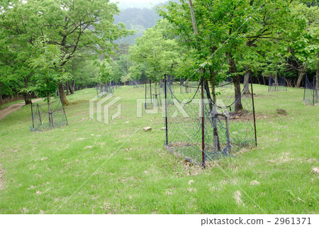 Beech plantation Beech plantation 2961371