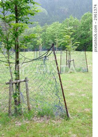 山毛櫸種植園 2961374