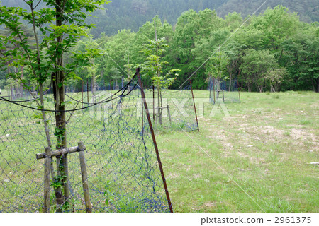 山毛櫸種植園 山毛櫸種植園 2961375