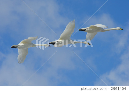 Co swans flight Co swans flight 2961404