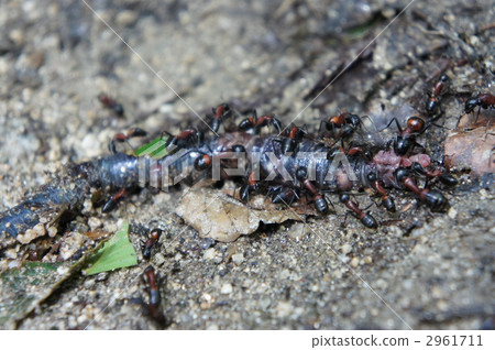 Ant Ant Fire worm 2961711
