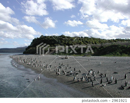 Patagonia · Argentina · Penguin 2961921