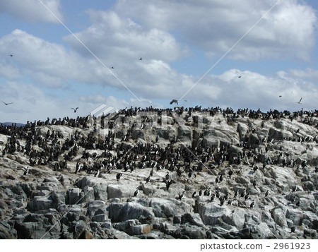 Patagonia · Argentina · Seabird 2961923