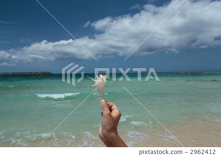 骨螺 沖繩海 藍藍的天空 2962412