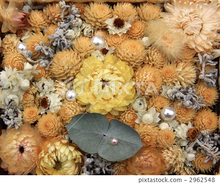 乾花（淡黃色） 2962548