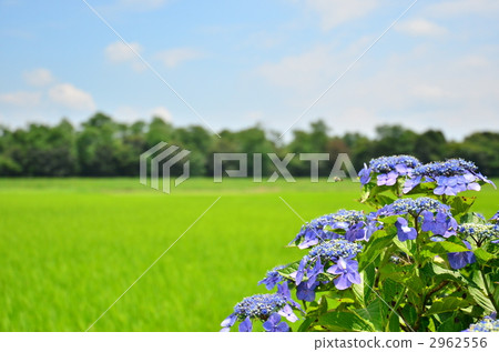 Hydrangea in the country 2962556