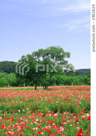 鴉片領域和大樹 2962624