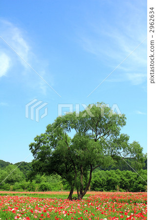 罌粟的花園和大樹 2962634