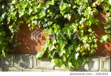 綠葉 葉 樹葉 2962691