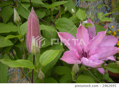clematis, bloom, blossom 2962695