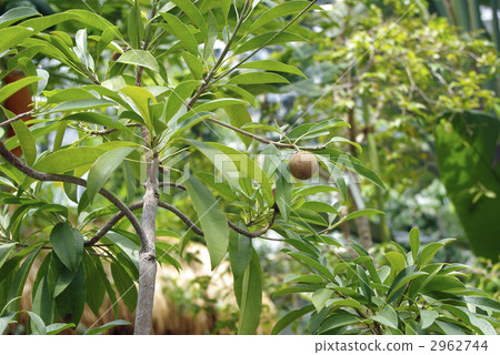 口香糖nooki 2962744