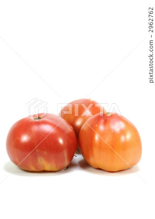 3 fresh tomatoes white vertical back position 3 fresh tomatoes white vertical back position 2962762