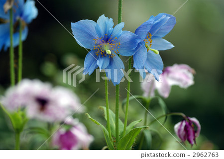 meconopsis grandis prain, alpine plant, bloom 2962763