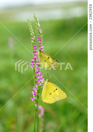 猴子和螺絲燃燒器 猴子和螺絲燃燒器 2962959