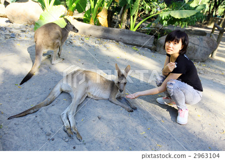 Plays with kangaroo 2963104