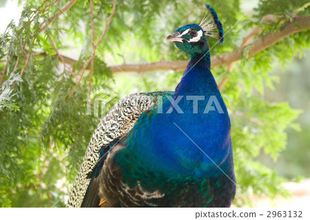 peacock, peafowl, bird 2963132