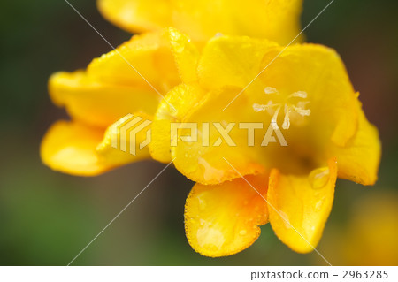 Freesia and Grasshopper Freesia and Grasshopper 2963285