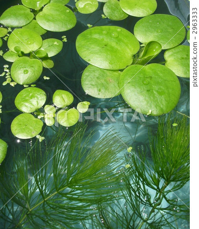 水生植物的管理在青fish魚缸中很重要 水生植物的管理在青fish魚缸中很重要 2963333