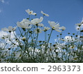 White cosmos 2963373