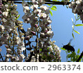 Fuji flowers and bees 2963374