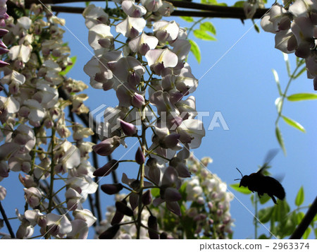Fuji flowers and bees Fuji flowers and bees 2963374