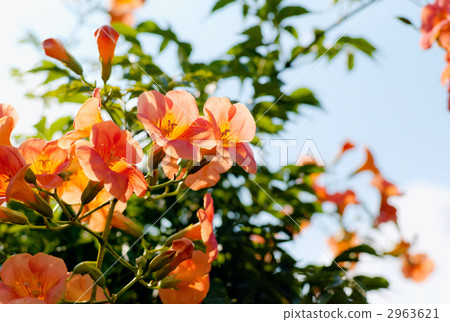 chinese trumpet creeper, orange flower, summer flower 2963621