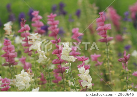 salvia, scarlet sage, purple 2963646