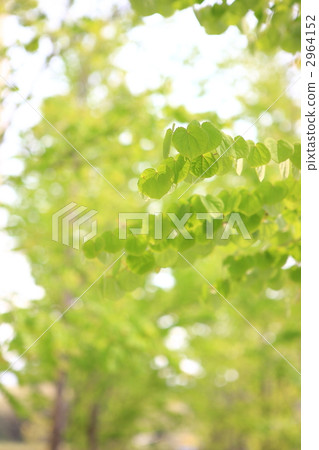 wig, trees, roadside trees 2964152