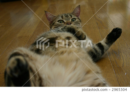 American Short Hair Brown Tabby Stock Photo 2965304 Pixta