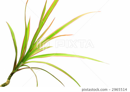 Dracena Koncinne 2965514