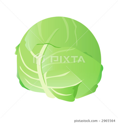 cabbage  2965564