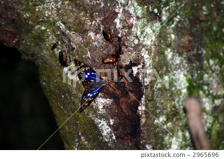 蜂蜜 灌木叢 草叢 2965696