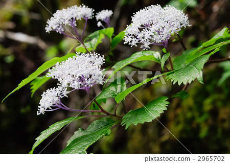 Cordyceps 2965702