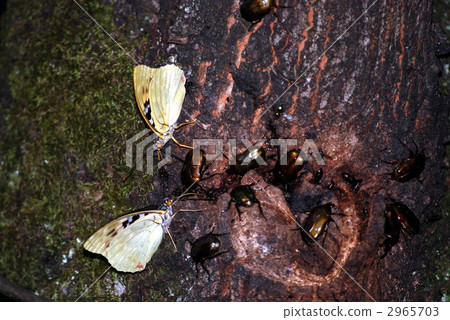 sap, thicket, coppice 2965703
