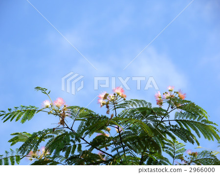 睡覺的木頭 2966000