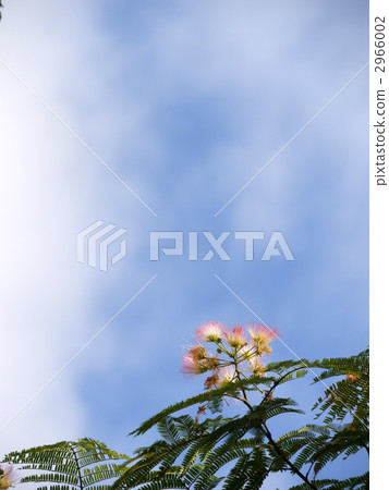 Sleeping wood Sleeping wood 2966002