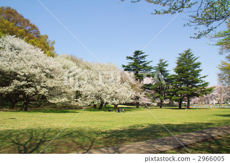 kinuta park, park, parks 2966005