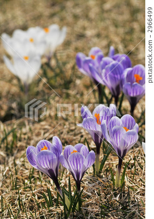 Crocus 2966499