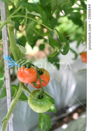 蕃茄 蕃茄 2966644
