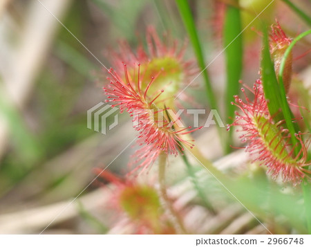 威爾士洋蔥 威爾士洋蔥 2966748